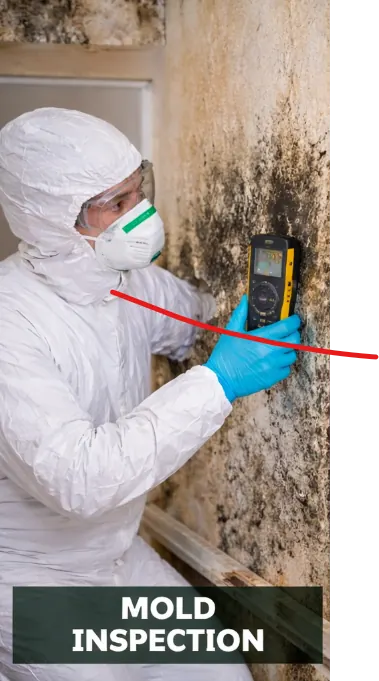 Mold inspection project